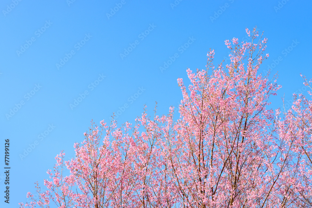 Thailand Cherry Blossom and beautiful sky