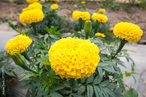 Yellow marigold