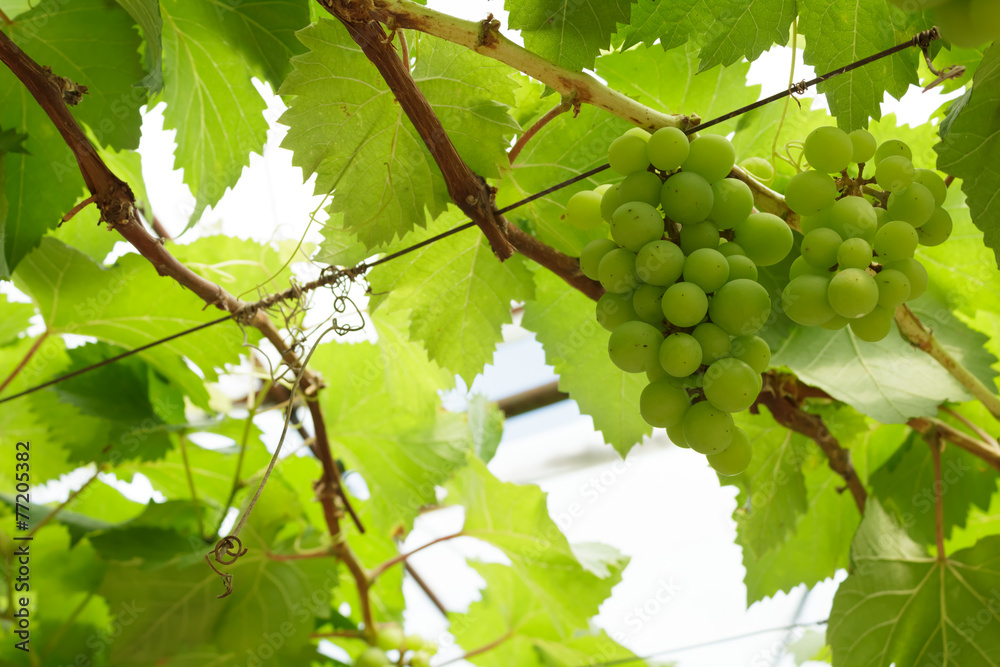 grapevine grapevine