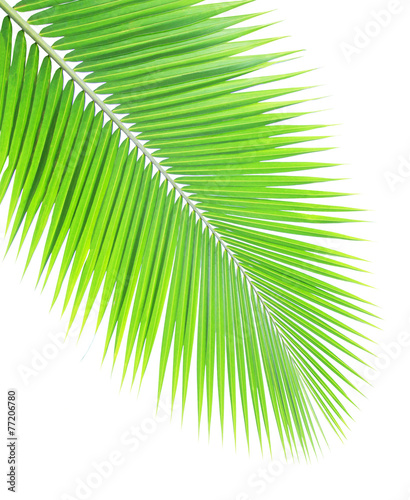 Green coconut leaf  isolated on white background