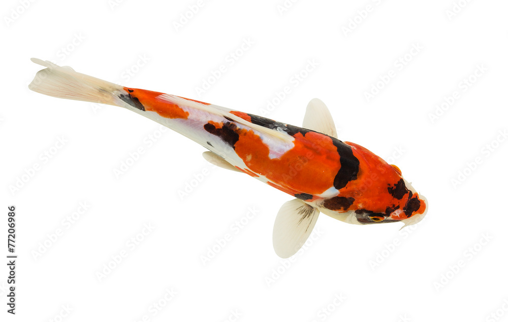 Naklejka premium Koi fish isolated on white background