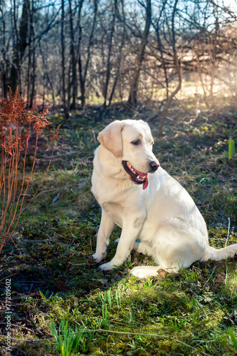 golden retriever on the walk