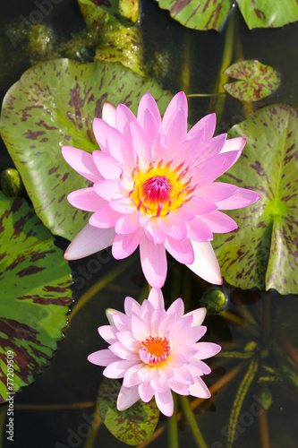 Waterlily or Lotus Flower i...