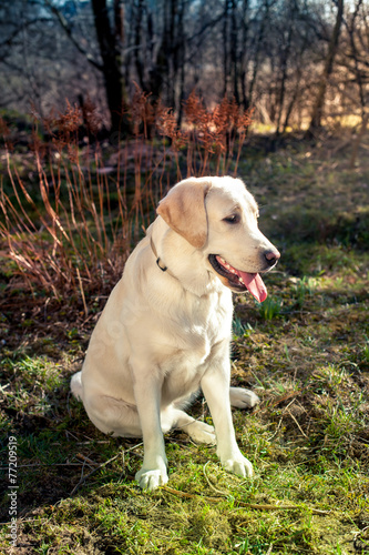 golden retriever on the walk