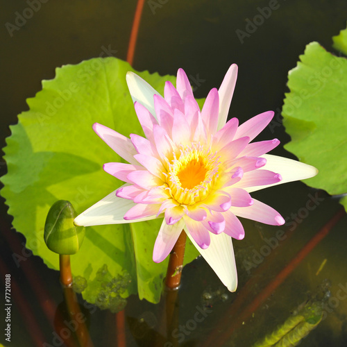 Waterlily or Lotus Flower i...