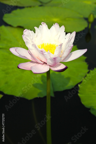 Waterlily or Lotus Flower in pond.