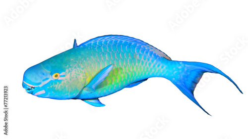 Parrotfish isolated on white background