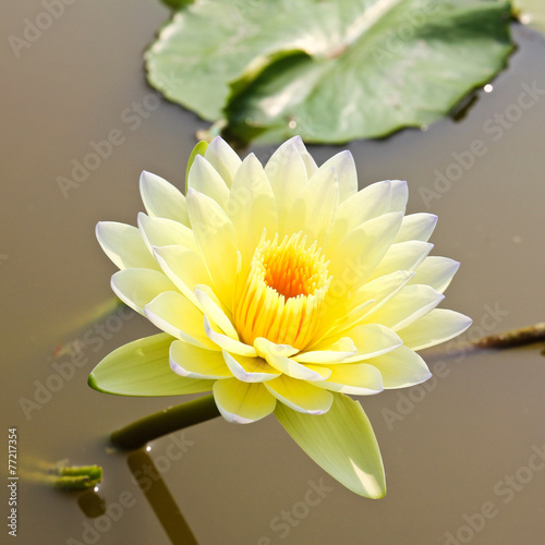Waterlily or Lotus Flower i...