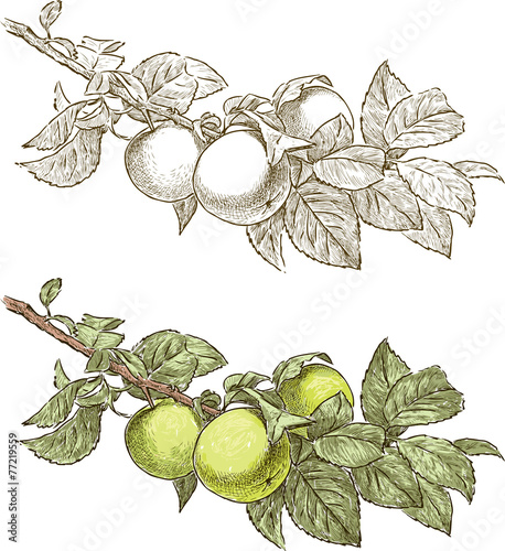 apple tree branch