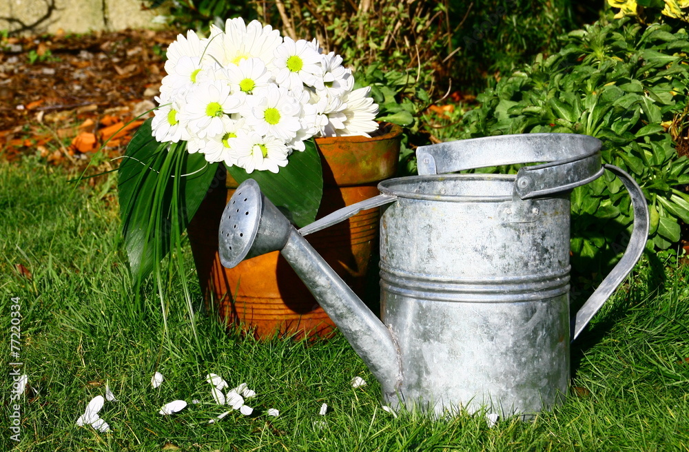arrosoir,et marguerites blanches,fleurs printanières au jardin arrosoir,et marguerites blanches,fleurs printanières au jardin