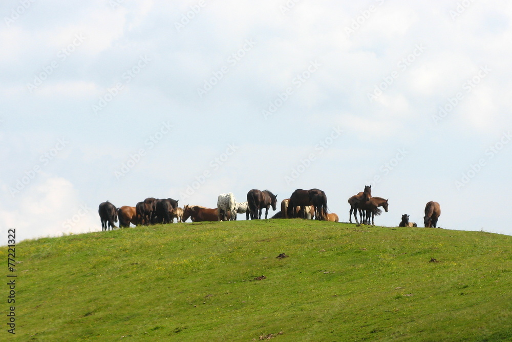 Horses