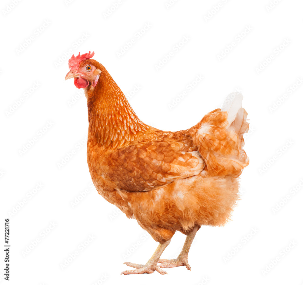 Naklejka premium całe ciało brązowego kurczaka kura stojąca na białym tle biały deseń