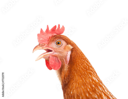 head of chicken hen shock and funny surprising isolated white ba
