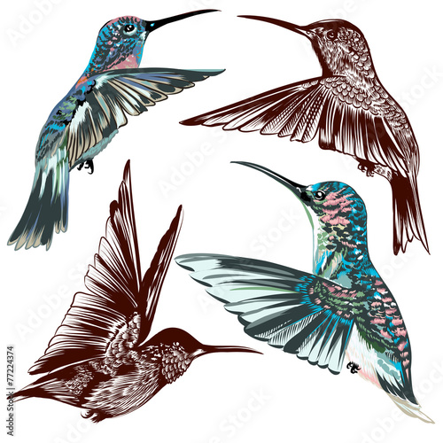 Collection of vector hand drawn hummingbirds