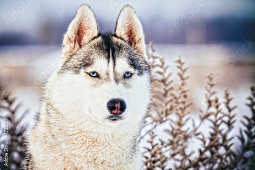 Siberian Husky dog sitting in the snow. Snowy expanses.