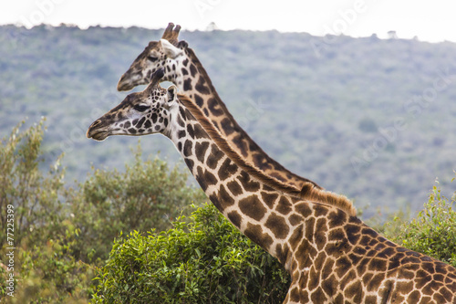 Giraffe on safari wild drive  Kenya.