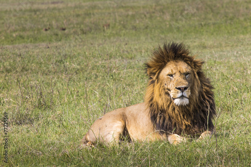 Fototapeta Naklejka Na Ścianę i Meble -  Portrait of Lion in Masai Mara, Kenya