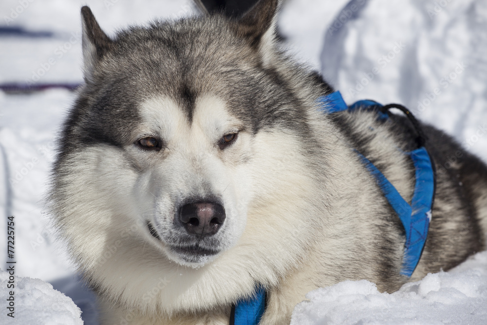 Alaskan Malamute