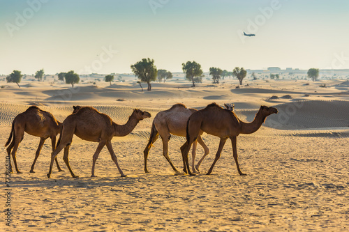 Valokuva Desert landscape with camel