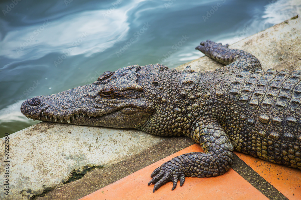 water bodies on the Crocodile Farm in Dalat. water bodies on the Crocodile Farm in Dalat.