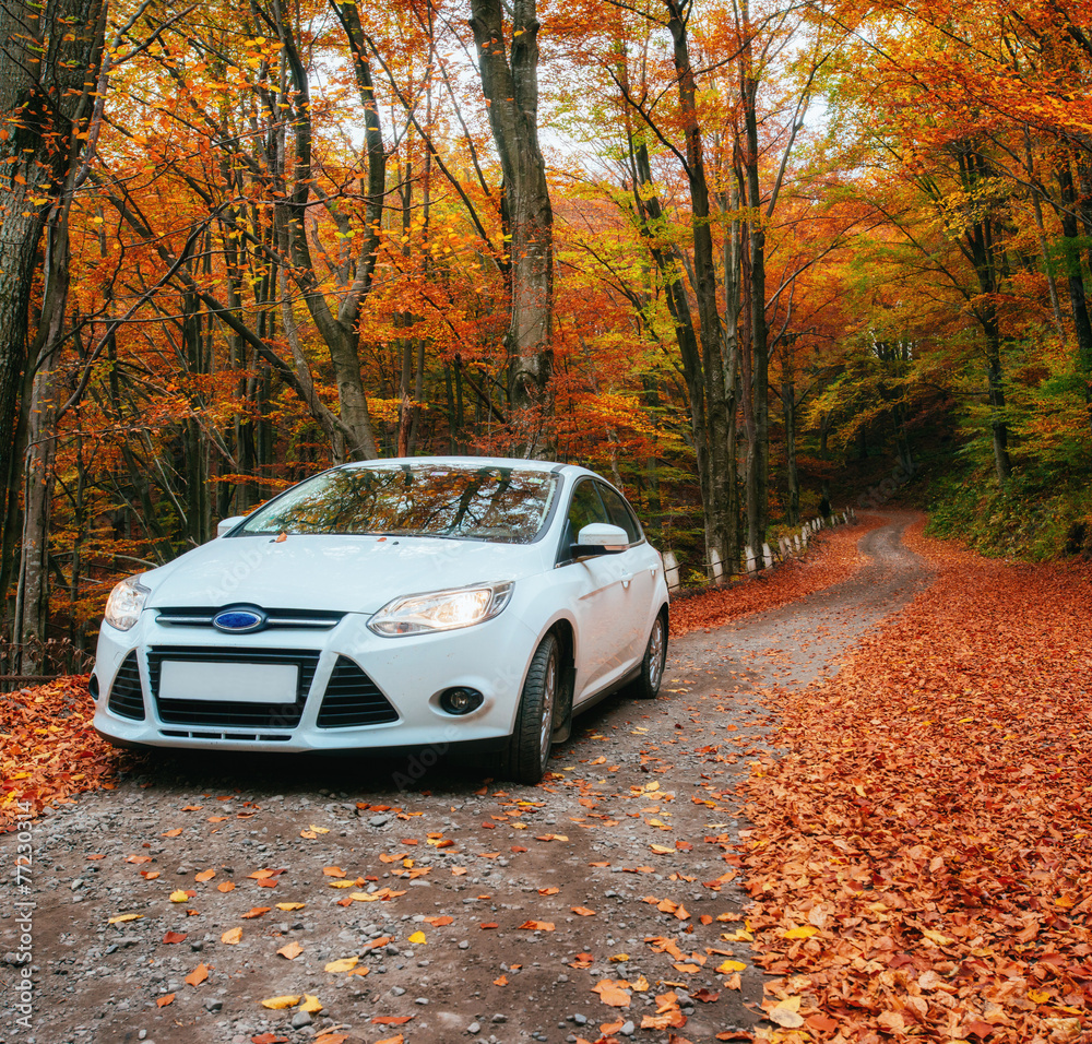 Fototapeta premium car on a forest path