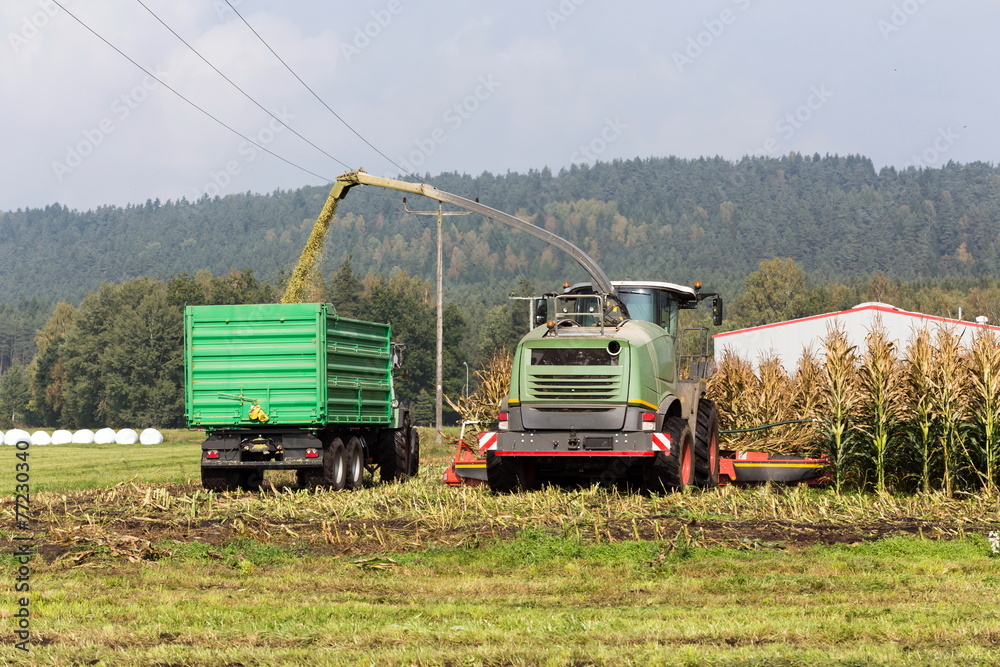 Fototapeta premium Harvest