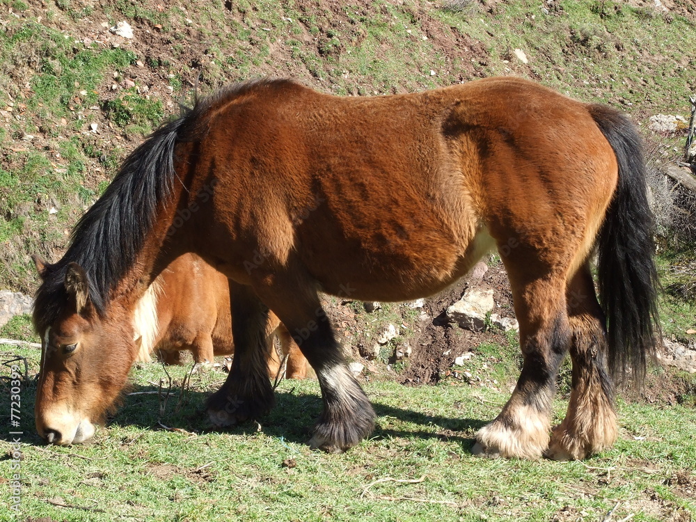 Fototapeta premium Caballo pastando