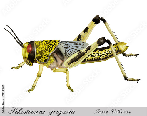 schistocerca gregaria grasshopper photo