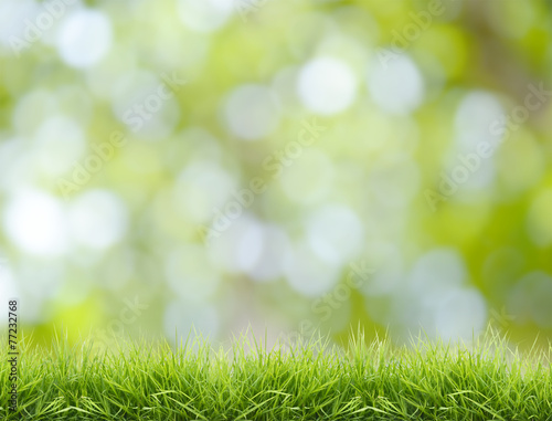 fresh green grass