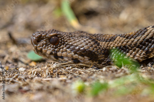 Close up viper head
