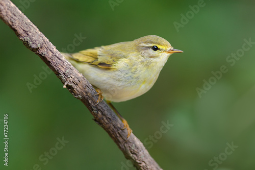 Willow Warbler