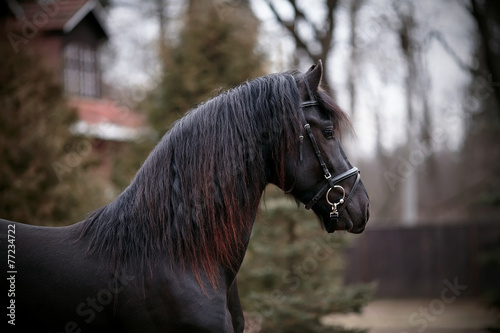 Portrait of a sports black horse.