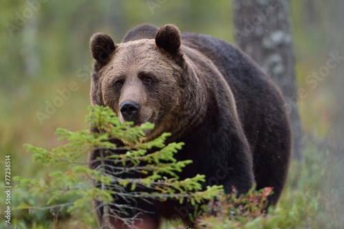 Brown bear in forest, North Karelia, Finland