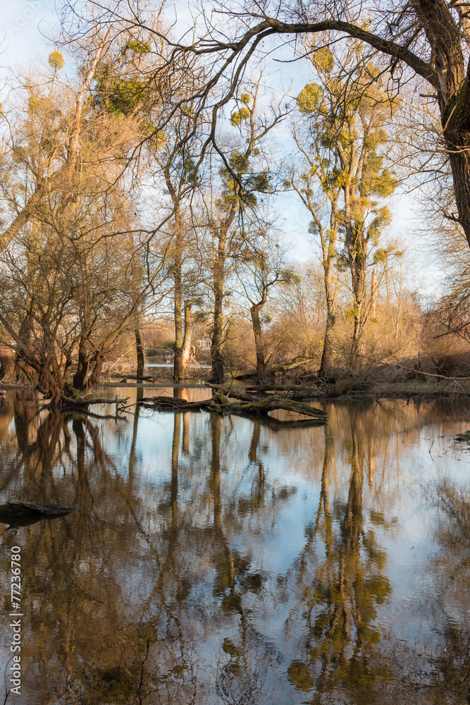 Obraz premium Rheinauen Bog