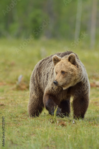 Brown bear in the bog, North Karelia, Finland