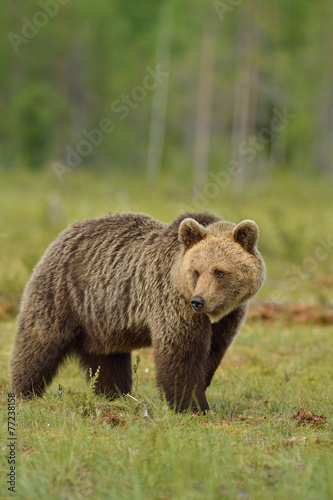 Brown bear in the bog, North Karelia, Finland