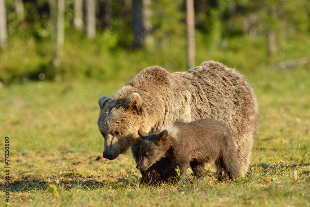 Bear with cub in the bog, North Karelia, Finland