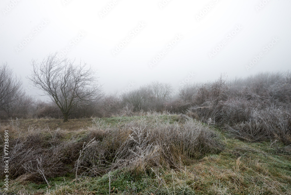 Obraz premium Winter landscape.