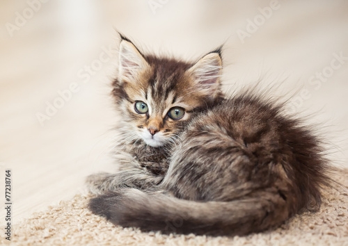 Maine Coon kitten lying on a carpet. small depth of field