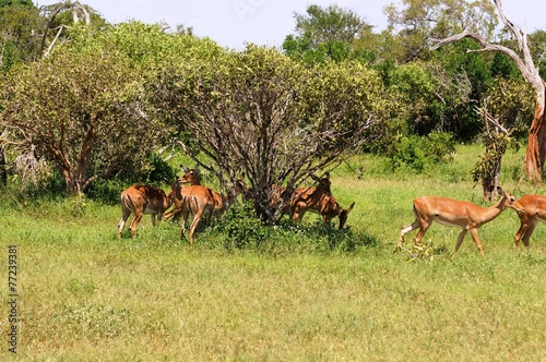 Fototapeta Naklejka Na Ścianę i Meble -  Antilopenherde in Tsavo Ost - Kenia