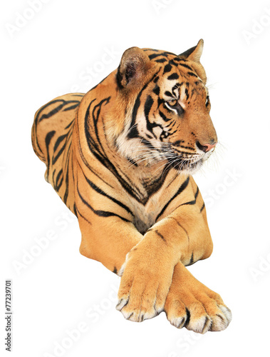 Fototapeta Naklejka Na Ścianę i Meble -  Tiger isolated on white background
