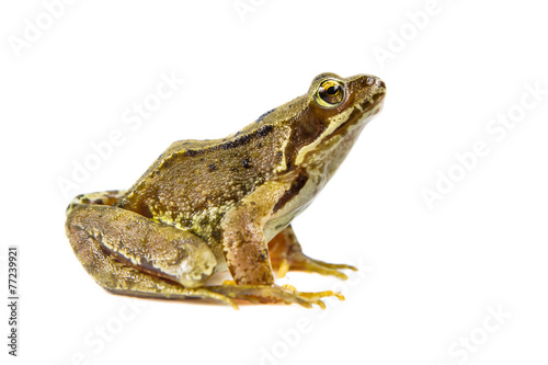 Cut out Common frog