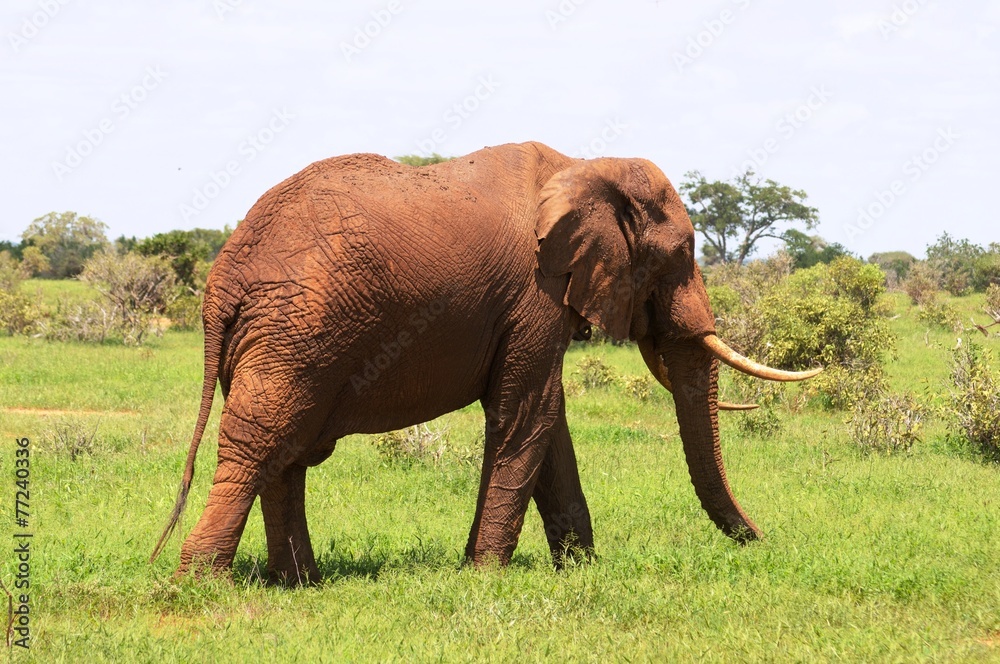 Roter Elefant im Tsavo Ost Nationalpark - Kenia 