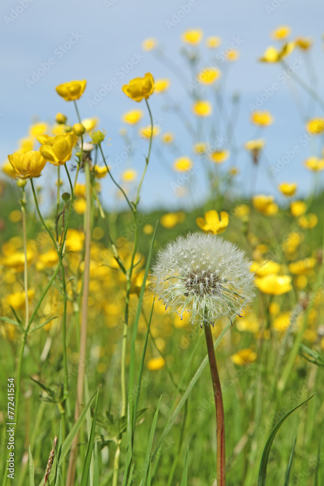 fleur de pissenlit et boutons d'or