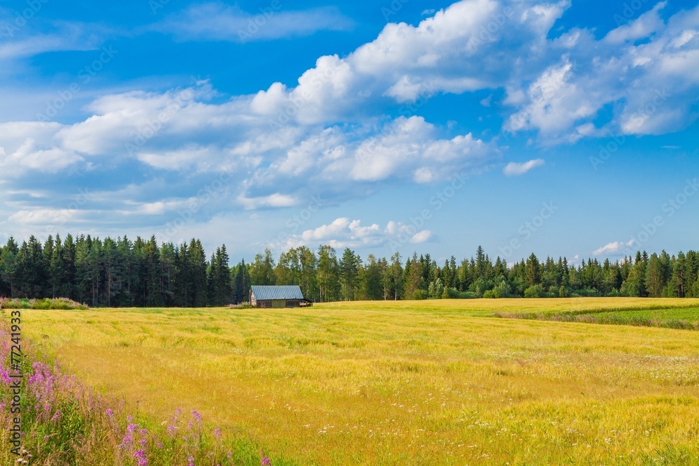 yellow field and barn
