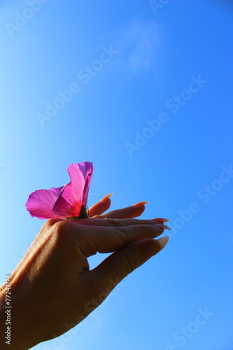 Canvas Print hand fly