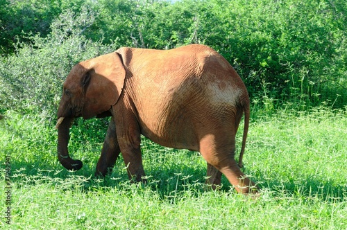 Roter Elefant in Tsavo West - Kenia