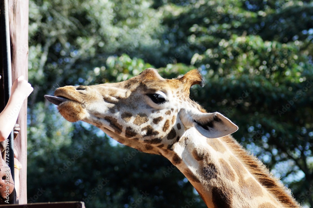 Fototapeta premium Giraffenfütterung Center neben dem Karen Blixen Museum - Kenia