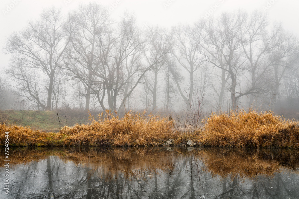 Obraz premium Desaturated foggy autumn landscape with small lake. Beautiful reflection in a pond. Peaceful landscape.