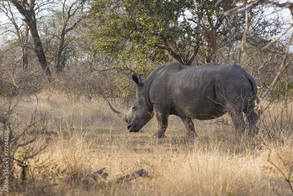 Obraz premium White rhinoceros - square-lipped rhinoceros (Ceratotherium simu